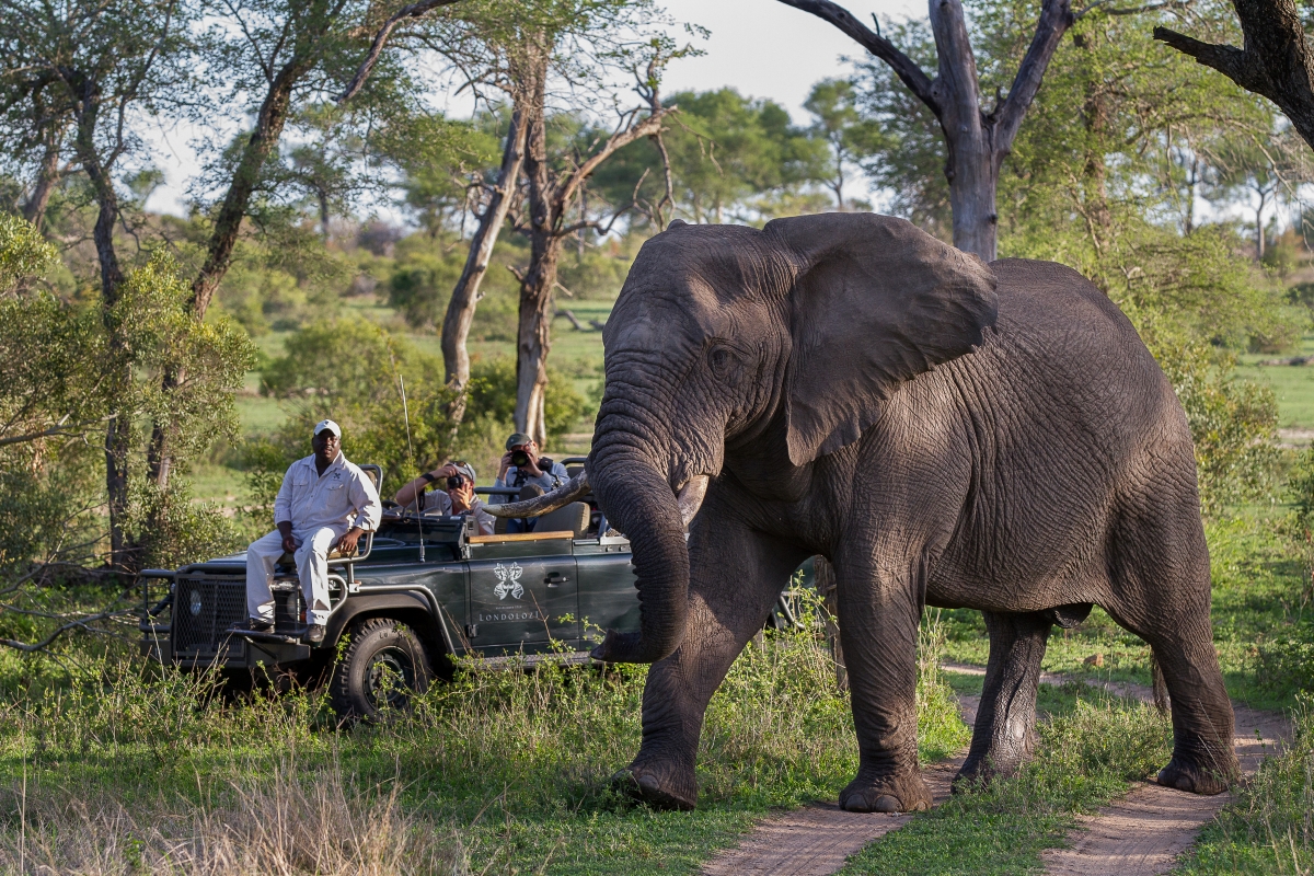 Londolozi-elephant-bull-sabi-sand-kruger-game-drive Elephant sighting on a game drive