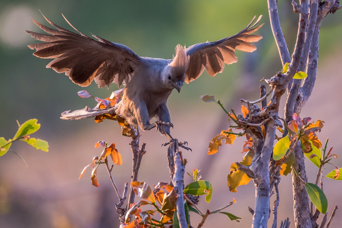 Dave Gale - Mouse Bird - Hwange National Park Bird-watching is great in Hwange National Park