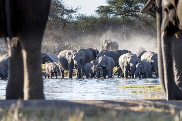 hwange-national-park-the-hide-elephants (Small) Views of elephants from the hide at The Hide Safari Camp