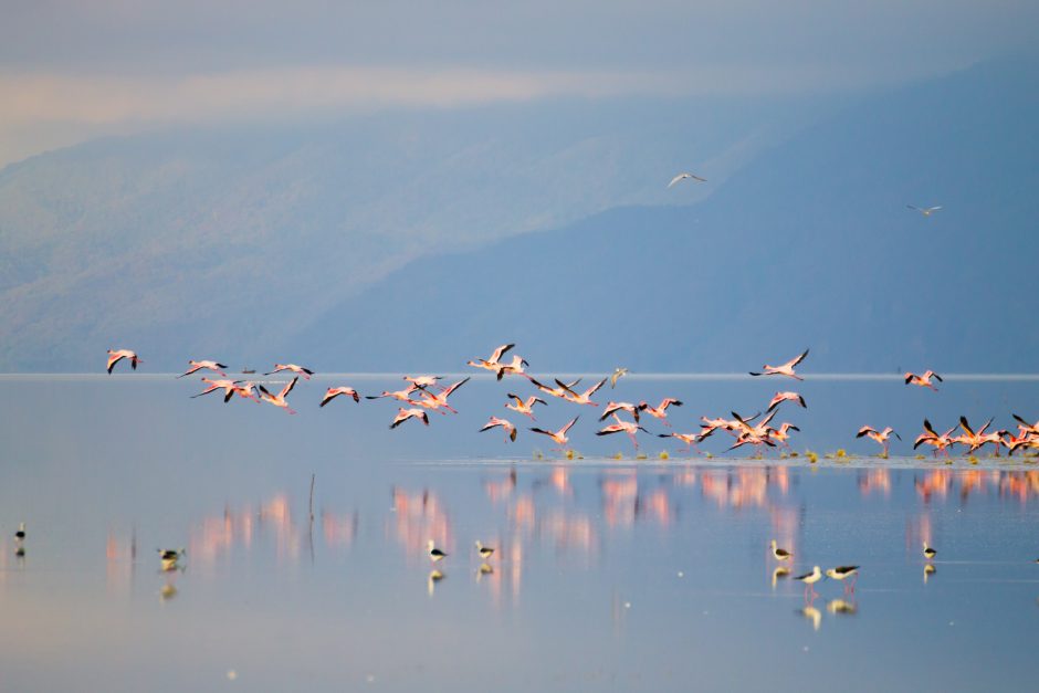 flock-of-pink-flamingos-from-lake-manyara-tanzania Flock of pink flamingos from Lake Manyara, Tanzania