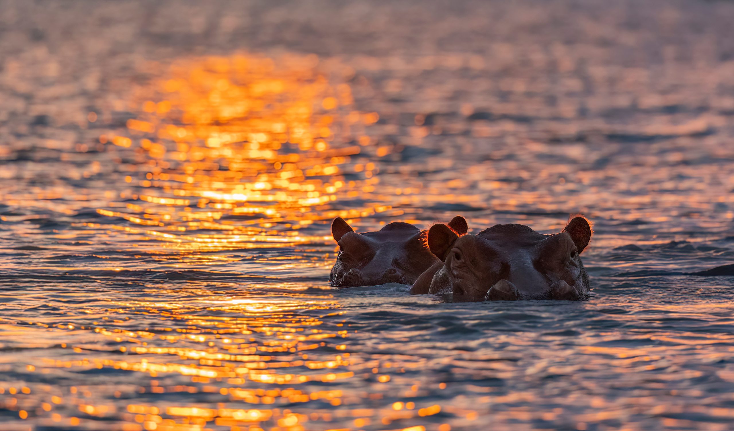 Hippos on the Rufiji River during sunset protected natural habitat in an East Africa national park Hippos in Rufiji River, Nyerere National Park in Tanzania