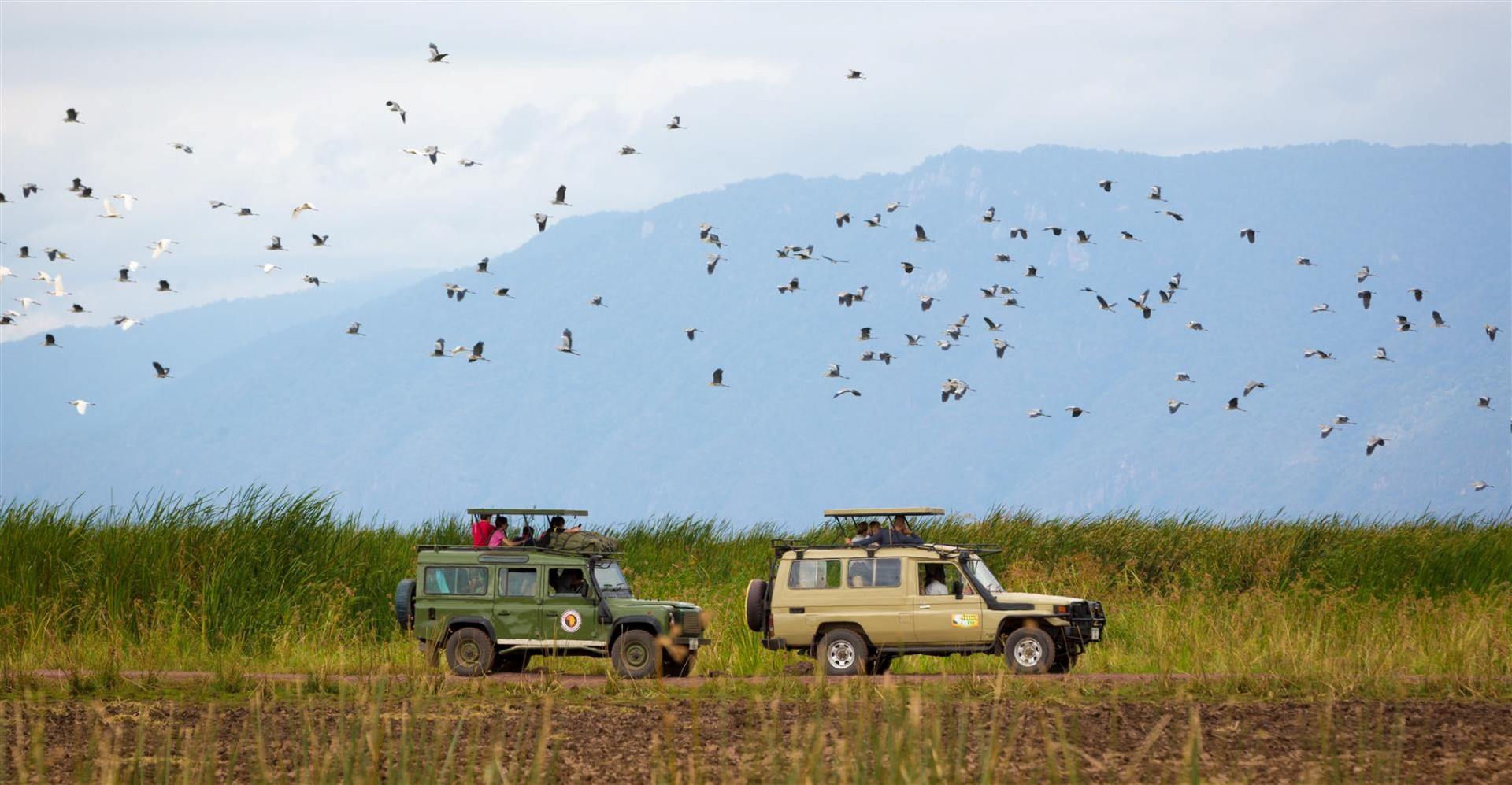 jeep_safari_birds_flying_lake_manyara_tanzania Safari in Tanzania