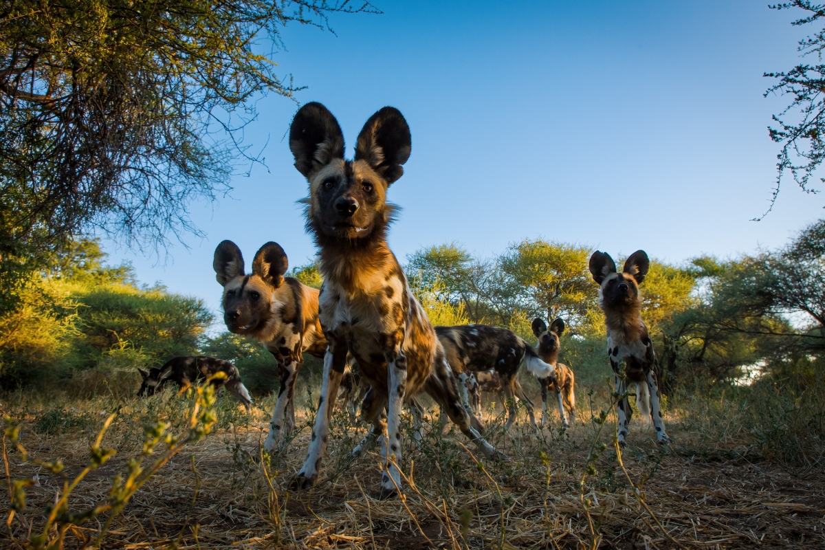 pack-of-african-wild-dog-northern-tuli-game-reserve-botswana-AdobeStock_531946759 A group of African wild dogs captured by a hidden camera