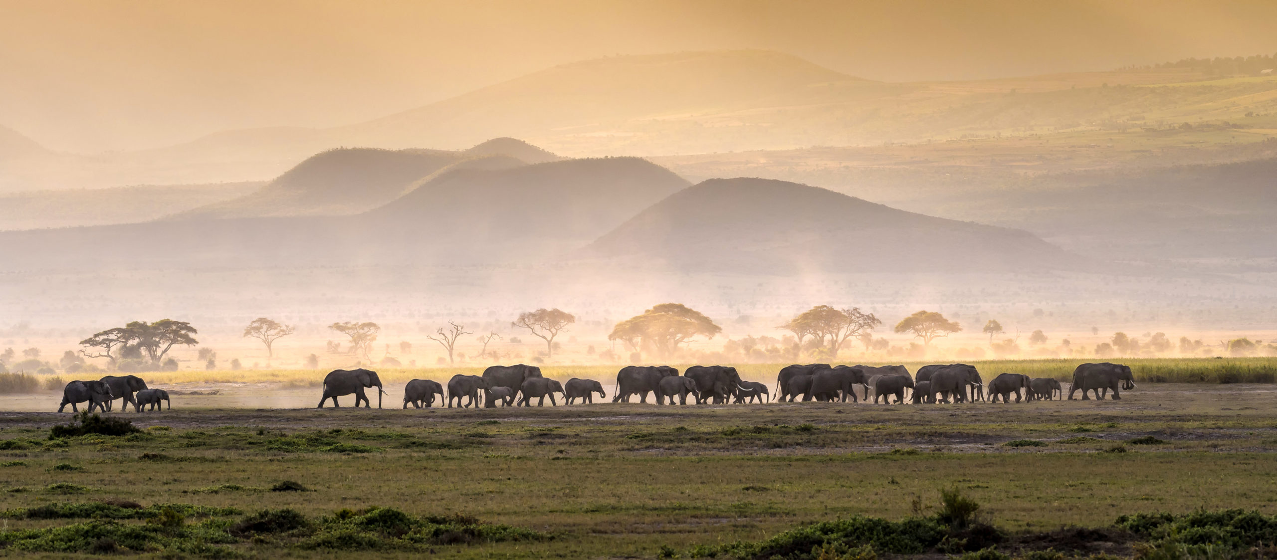 elephant-herd-in-serengeti-national-park-tanzania Tanzania is a hot commodity, so it's definitly advisable to book well in advance