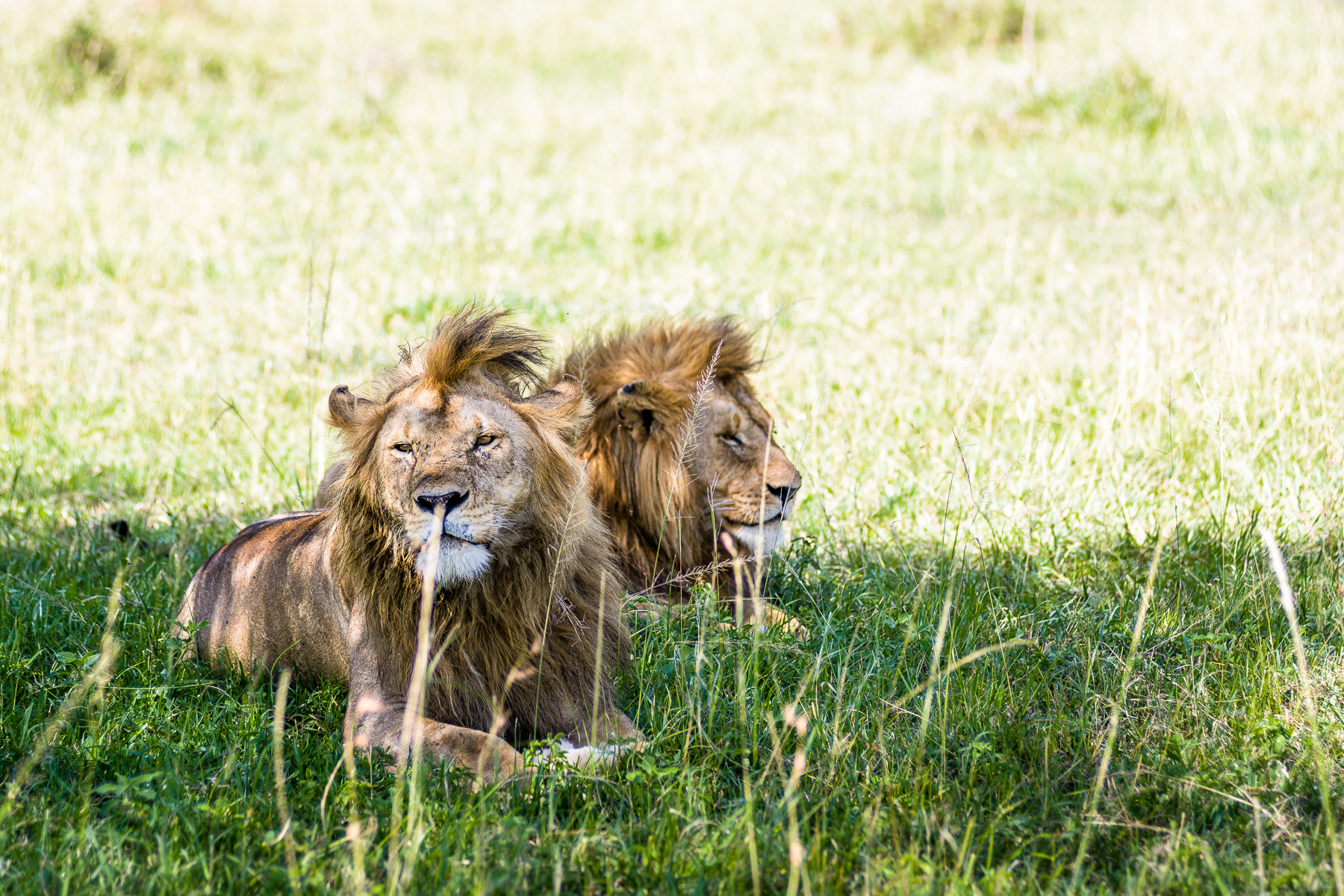 singita-sabora-tented-camp-serengeti-lions Two male lions lying in the long grass in the Serengeti