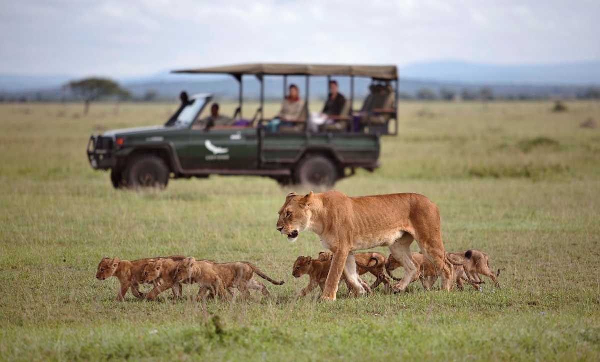 Grumeti-Serengeti-River-Lodge-game-drive-lion-sighting Lion sighting while on a game drive in the Serengeti