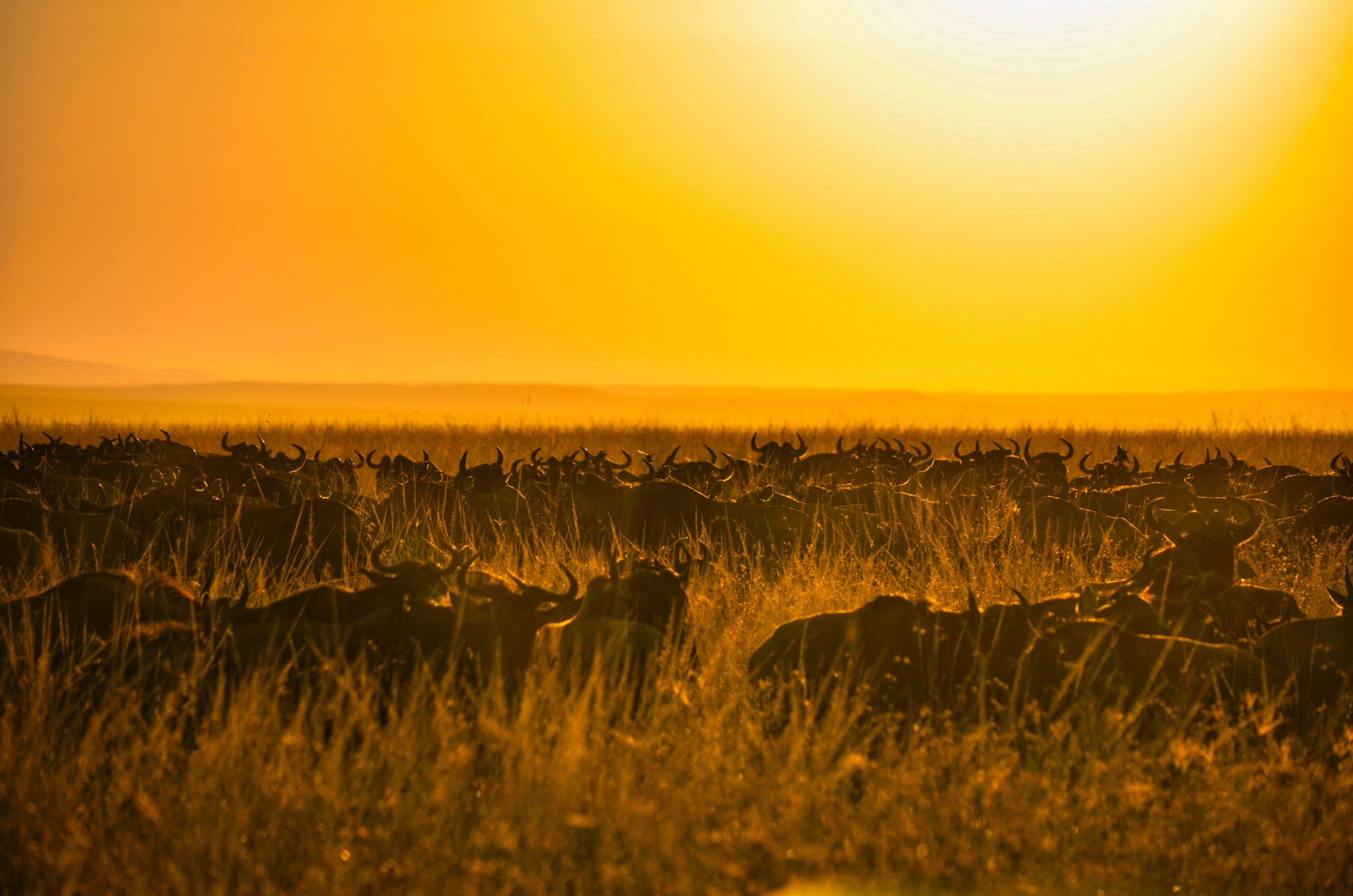 bibhash-GqMOZ3jgqzI-unsplash Serengeti Migration