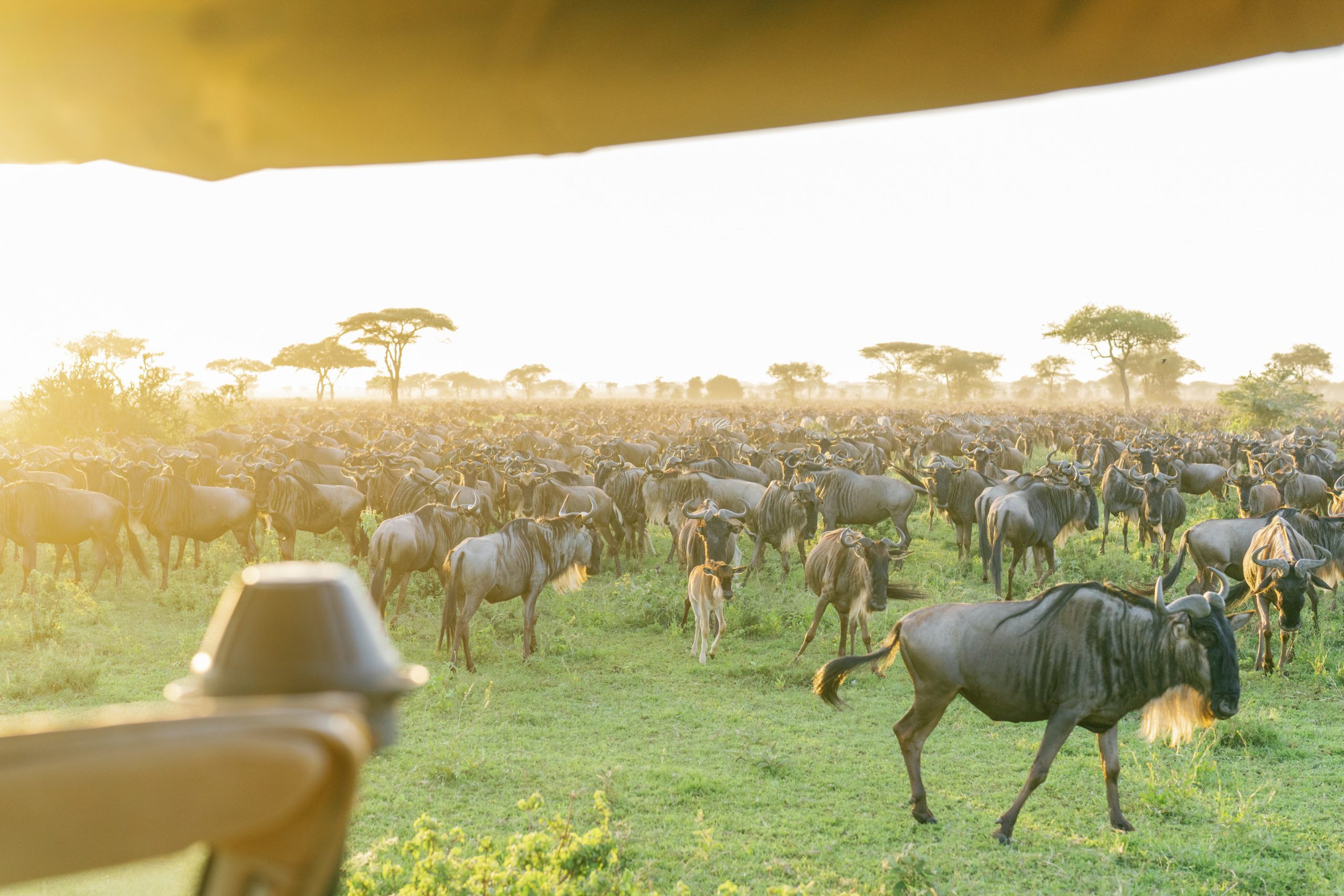 game-drive-Serengeti-Bushtops The great wildebeest migration