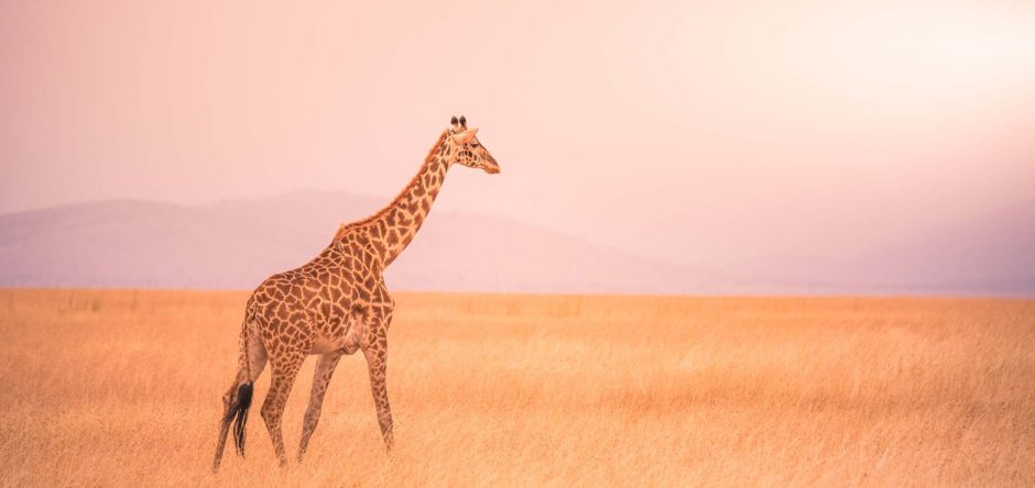 Lone giraffe in Serengeti National Park at sunset, Image Credit: Simon Dannhauer