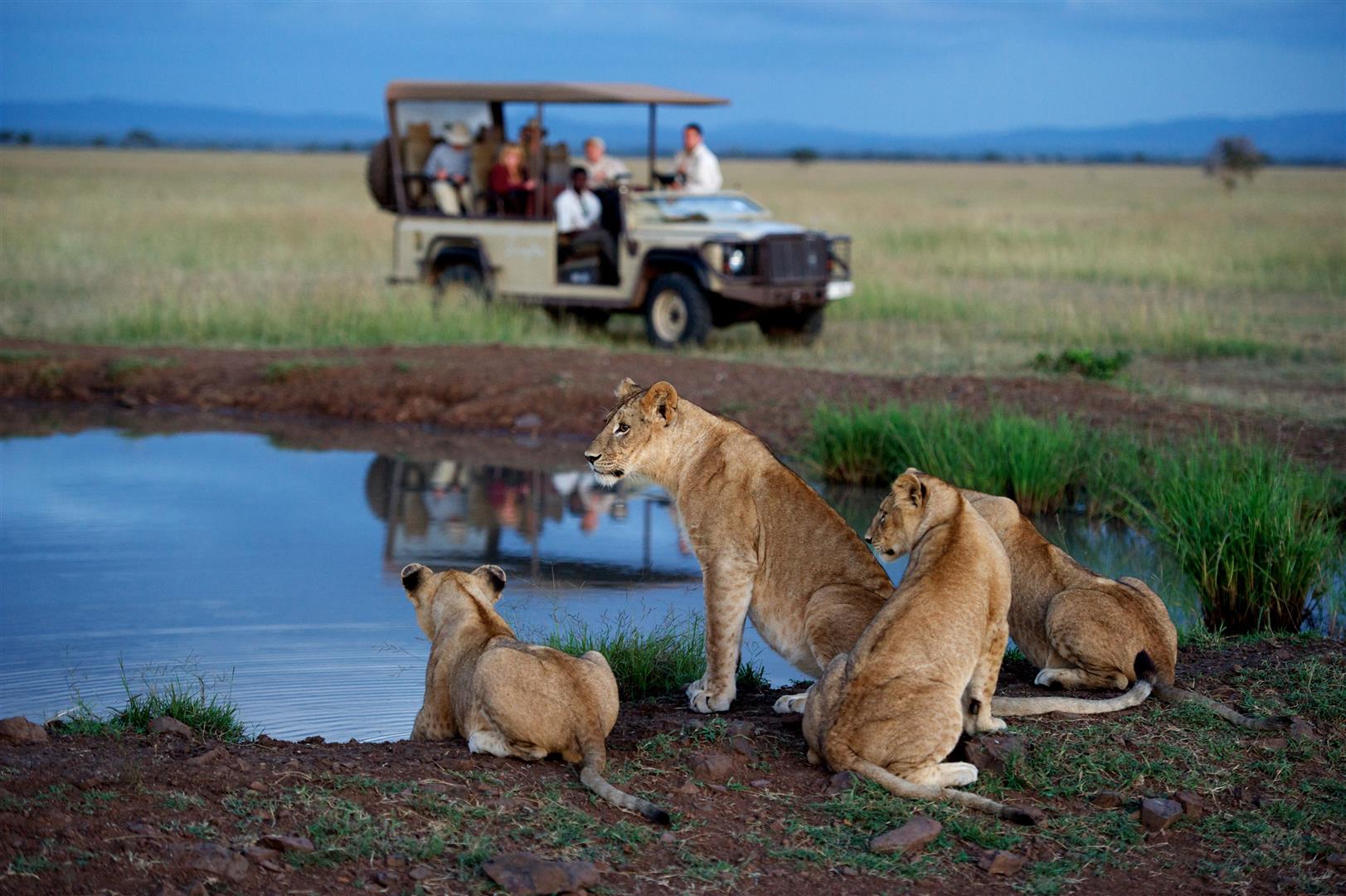 singita-serengeti-house-activities-game-drive-01 (Large) Lions at a waterhole at Singita Serengeti Lodge