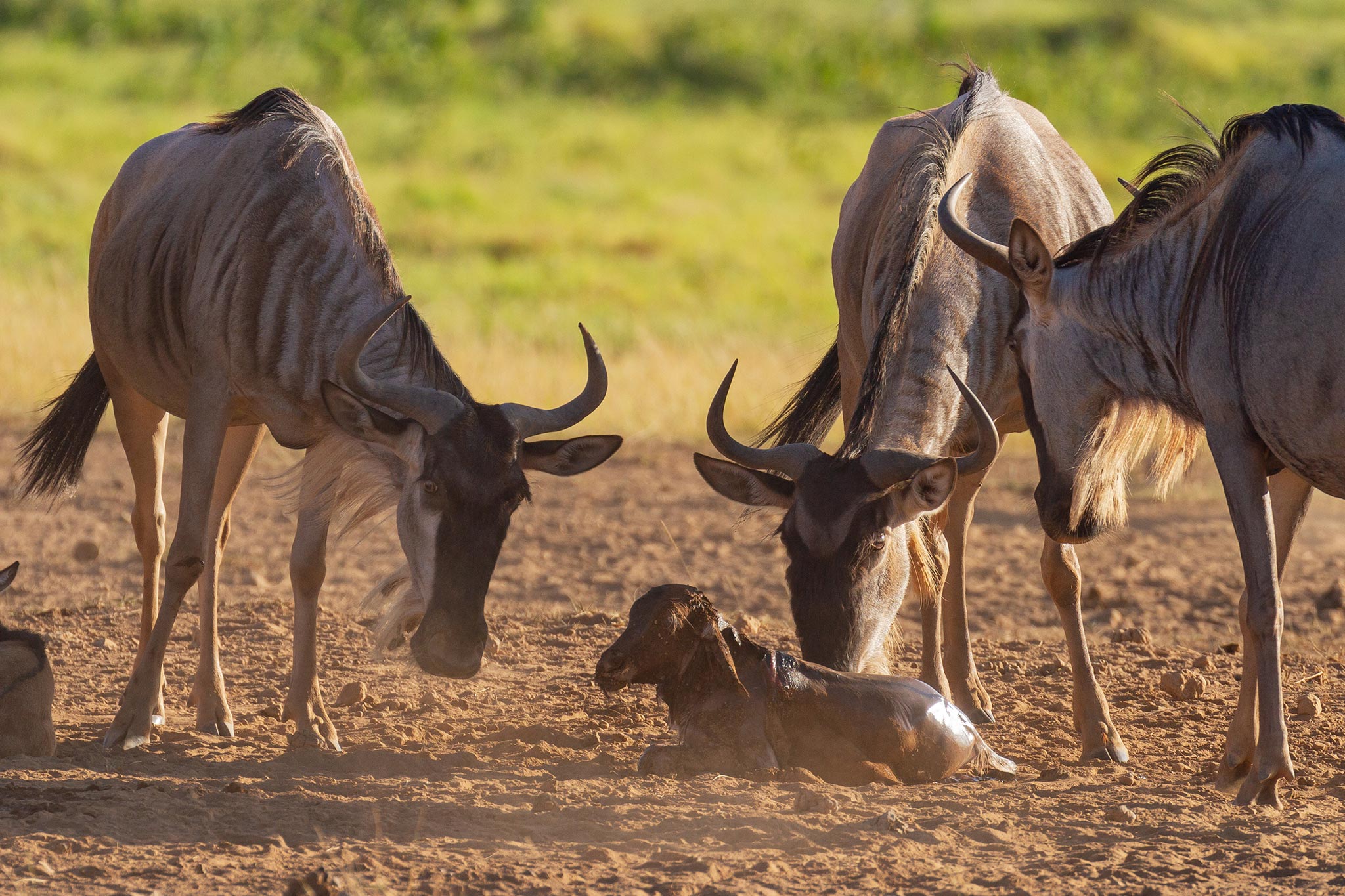 wildebeest-newborn-calf-AdobeStock_261806562 Este pequeno filhote pode se levantar minutos após o nascimento!