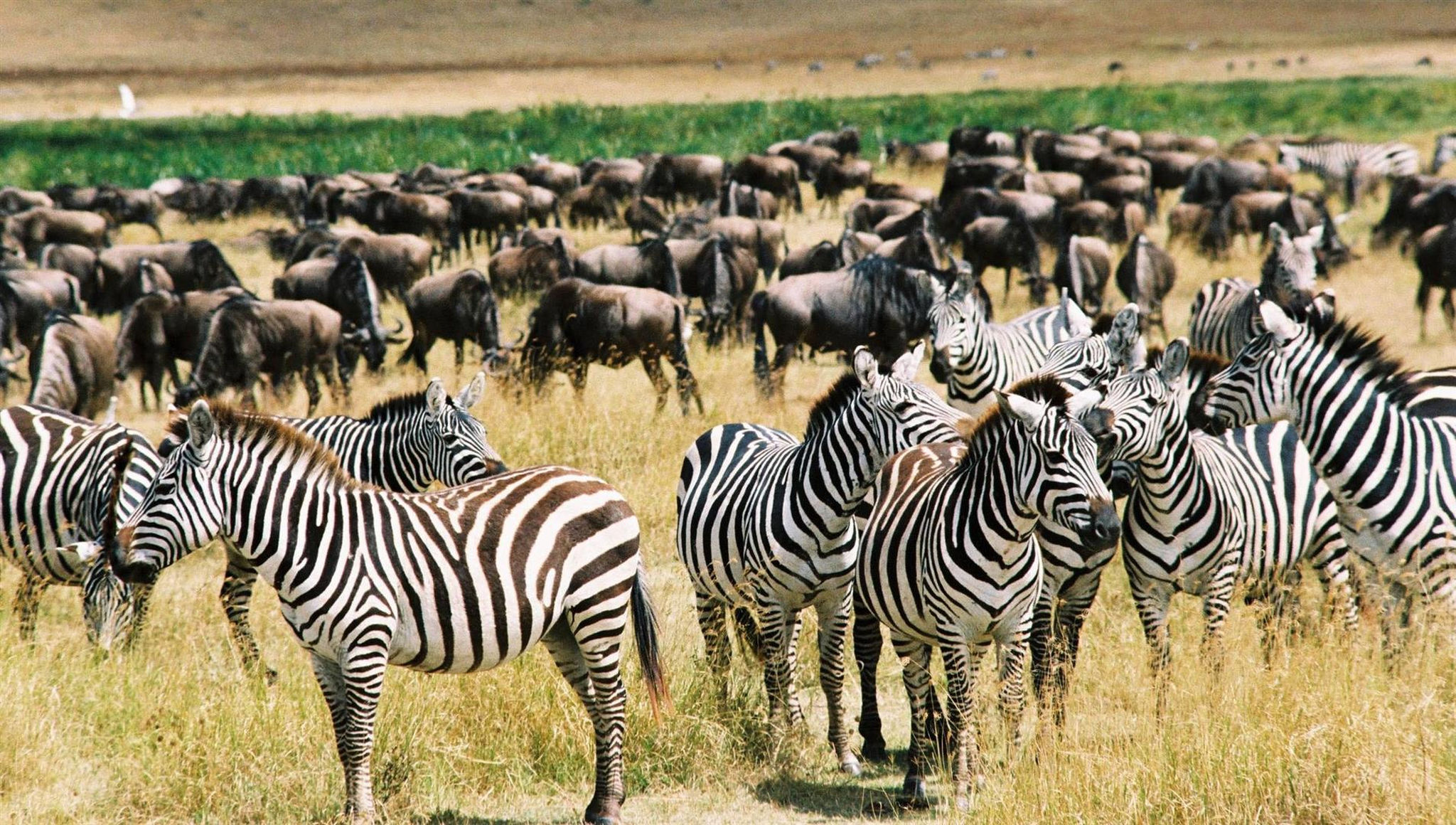 wildlife-on-serengeti-plains-tanzania Zebra tend to join in on the action in the Great Wildebeest Migration