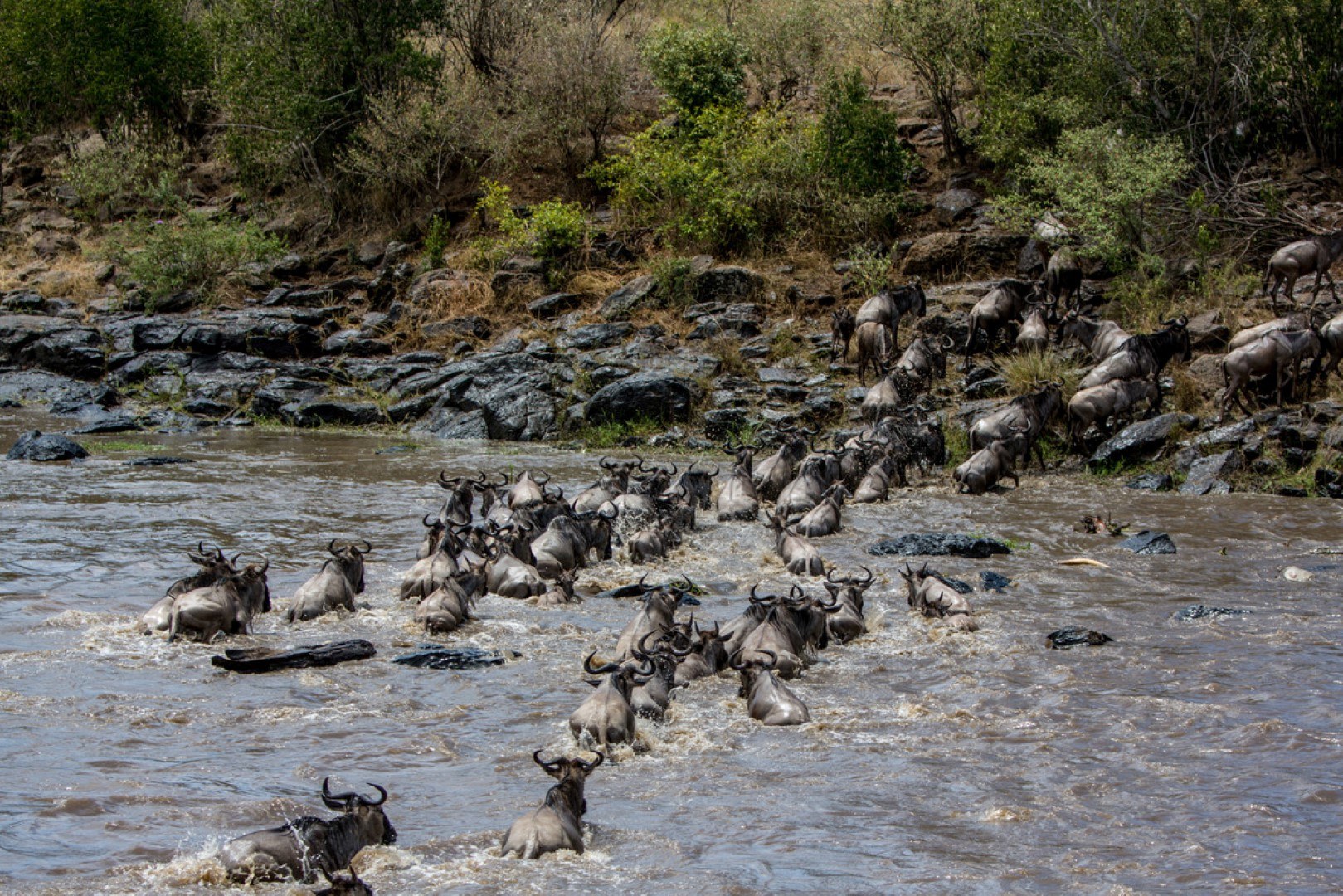 wildebeest-crossing-river-great-migration-tanzania-to-kenya Wildebeest crossing a river during the Great Migration to Kenya from Tanzania