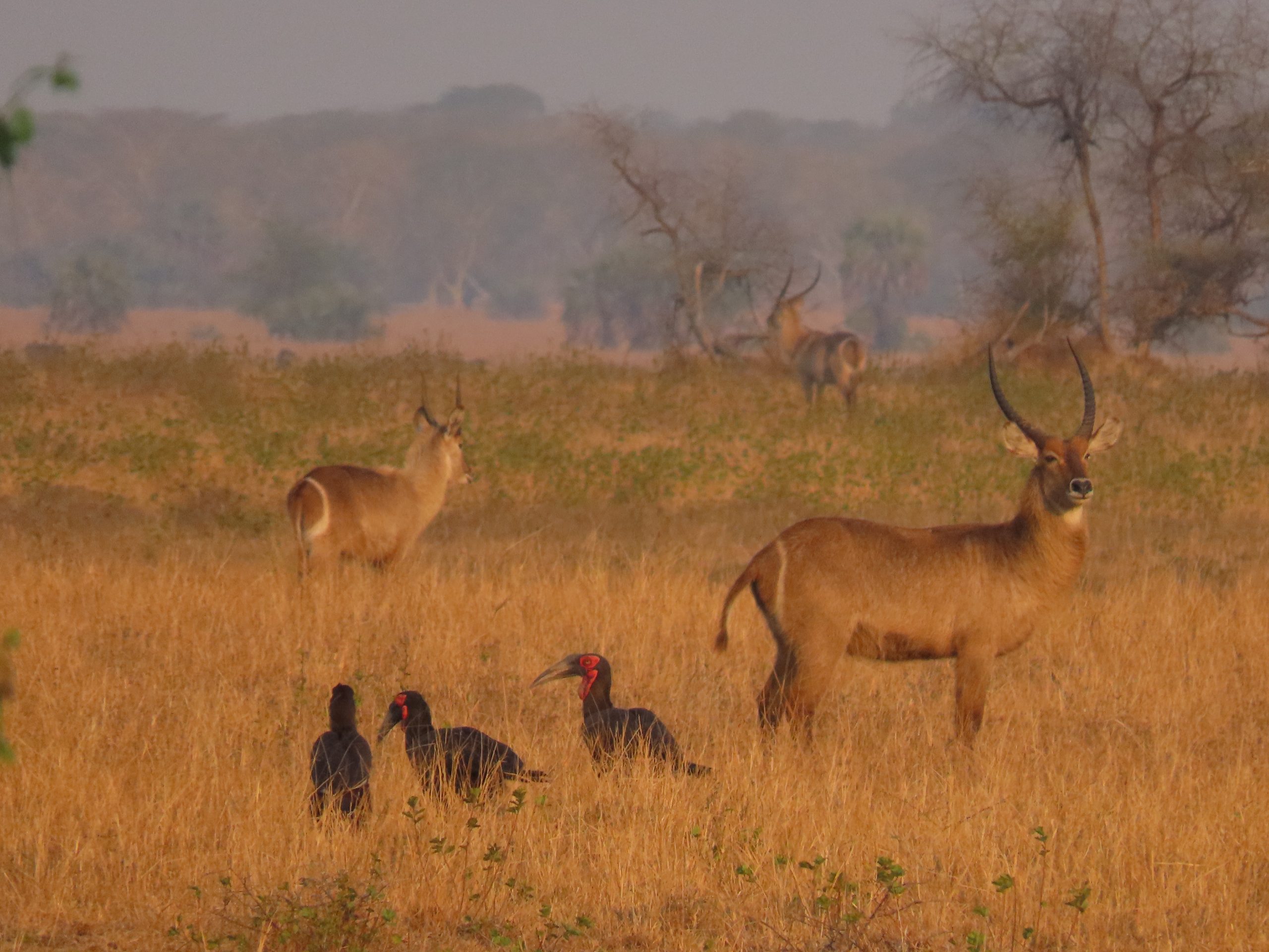 nature-safari-gorongosa Nature safari in Gorongosa National Park