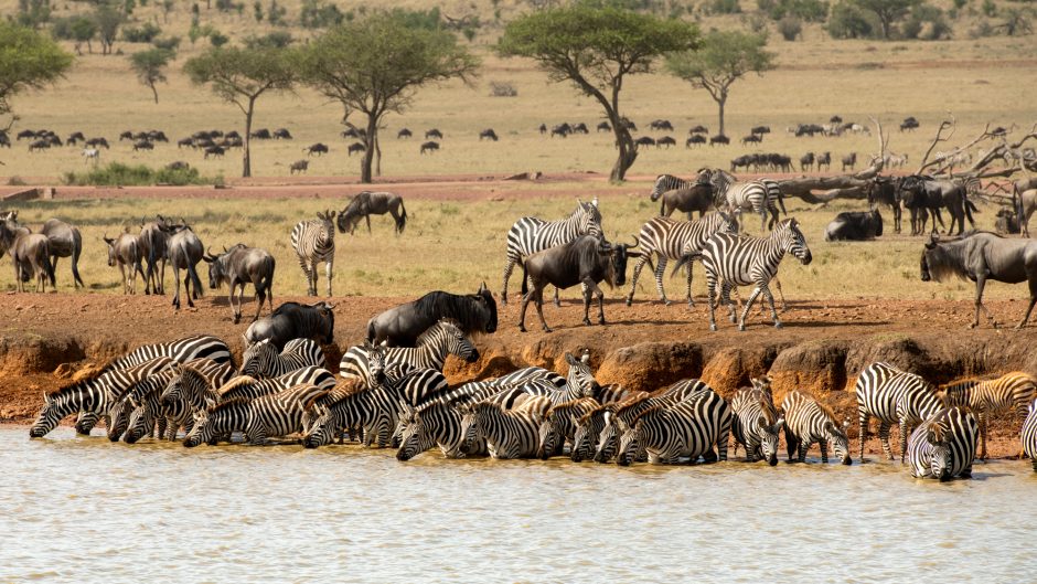 Singita Grumeti_Zebra and Wildebeest_Ross Couper A large group of zebras drinking at a waterhole in the Serengeti, with wildebeests grazing in the background during the Great Migration, set against a vast savannah landscape with scattered acacia trees.