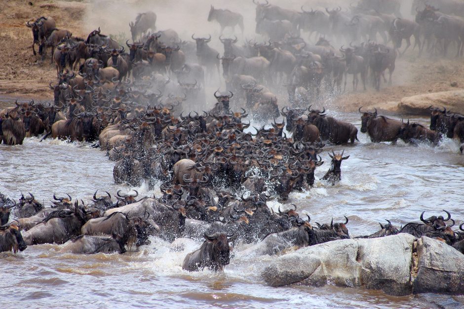 mara-bushtops-camp-great-migration-river-crossing A massive herd of wildebeest crosses a river during the Great Migration, splashing through the water as dust rises from the riverbank.