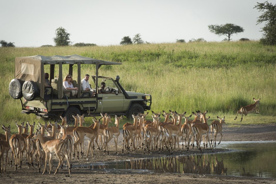 dunia-camp-guests-game-drive-bush-bucks-2-hr-eliza-deacon1 A safari vehicle with guests watches a herd of impalas at a waterhole in the savannah, with one impala leaping in the background.