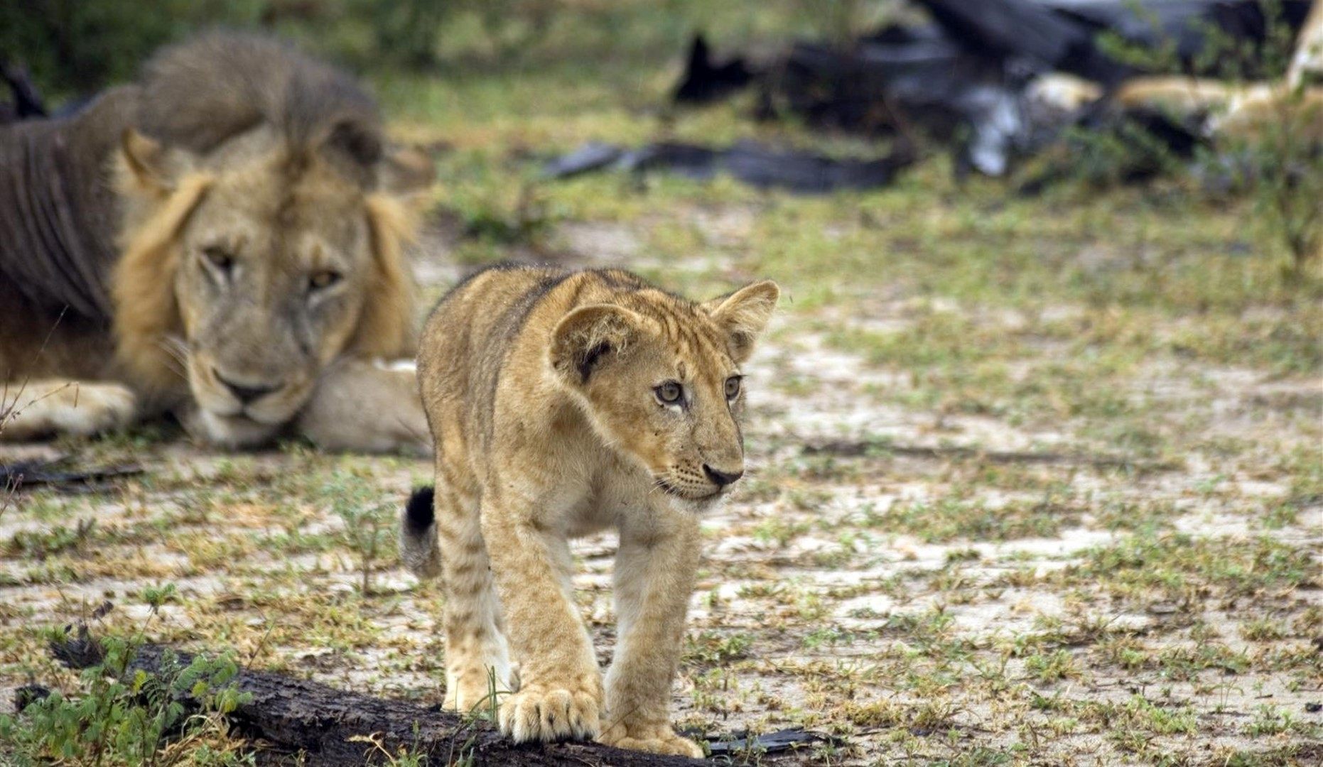 lion-cub-selous-national-park-tanzania Lions in Ruaha National Park, a safari highlight in Tanzania